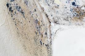 Best Environmental Consulting for Mold Prevention  in Rockville, MN